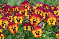 Pansy Flower Seeds
