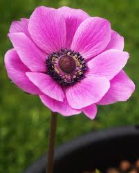 Pink Anemone Flower Seeds for - Heirloom Non GMO Premium Garden Seeds for Planting, High Germination Outdoor Plants