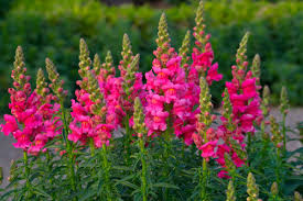 Pink Antirrhinum Flower Seeds for - Heirloom Non GMO Premium Garden Seeds for Planting, High Germination Outdoor Plants