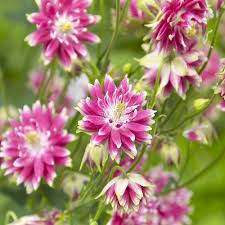Pink Aquilegia Flower Seeds