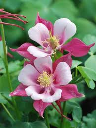 Pink White Aquilegia Flower Seeds