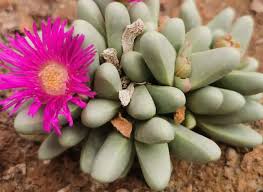 Pink Argyroderma Flower Seeds for - Heirloom Non GMO Premium Garden Seeds for Planting, High Germination Outdoor Plants