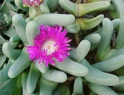 Pink Argyroderma Flower Seeds for - Heirloom Non GMO Premium Garden Seeds for Planting, High Germination Outdoor Plants
