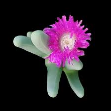Pink Argyroderma Flower Seeds