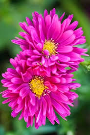 Pink Aster Flower Seeds