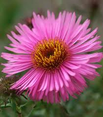 Pink Aster Flower Seeds
