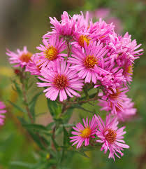 Pink Aster Flower Seeds