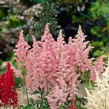Pink Astilbe Flower Seeds for - Heirloom Non GMO Premium Garden Seeds for Planting, High Germination Outdoor Plants