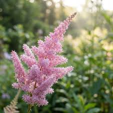 Pink Astilbe Flower Seeds for Planting Heirloom Non-GMO High Germination Organic Garden Seeds Colorful Shade Garden Bloo
