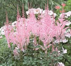 Pink Astilbe Flower Seeds for - Heirloom Non GMO Premium Garden Seeds for Planting, High Germination Outdoor Plants