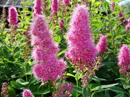 Pink Astilbe Flower Seeds for Planting Heirloom Non-GMO High Germination Organic Garden Seeds Colorful Shade Garden Bloo