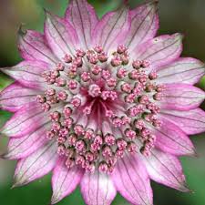 Pink Astrantia Flower Seeds