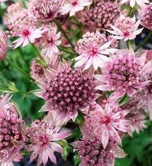 Pink Astrantia Flower Seeds for - Heirloom Non GMO Premium Garden Seeds for Planting, High Germination Outdoor Plants