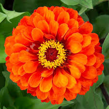 Orange Zinnia Flower Seeds for Planting Heirloom Non-GMO High Germination Organic Garden Seeds Colorful Backyard Beauty