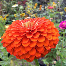 Orange Zinnia Flower Seeds for Planting Heirloom Non-GMO High Germination Organic Garden Seeds Colorful Backyard Beauty