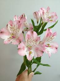Pale Pink Alstroemeria Flower Seeds - Heirloom Non GMO Premium Garden Seeds for Planting, High Germination Outdoor Plant
