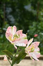 Pale Pink Alstroemeria Flower Seeds - Heirloom Non GMO Premium Garden Seeds for Planting, High Germination Outdoor Plant