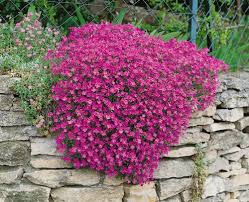 Pink Aubrieta Flower Seeds