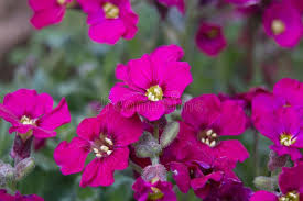 Pink Aubrieta Flower Seeds for Planting Heirloom Non-GMO High Germination Organic Garden Seeds Decorative Outdoor Landsc