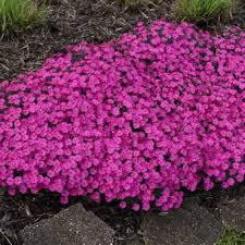 Pink Aubrieta Flower Seeds for Planting Heirloom Non-GMO High Germination Organic Garden Seeds Decorative Outdoor Landsc