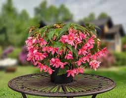 Pink Begonia Boliviensis Flower Seeds - Heirloom Non GMO Premium Garden Seeds for Planting, High Germination Outdoor Pla
