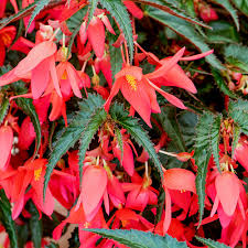 Pink Begonia Boliviensis Flower Seeds - Heirloom Non GMO Premium Garden Seeds for Planting, High Germination Outdoor Pla