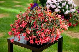 Pink Begonia Boliviensis Flower Seeds