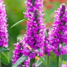 Pink Betonica Flower Seeds for - Heirloom Non GMO Premium Garden Seeds for Planting, High Germination Outdoor Plants