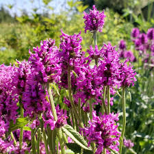 Pink Betonica Flower Seeds for - Heirloom Non GMO Premium Garden Seeds for Planting, High Germination Outdoor Plants