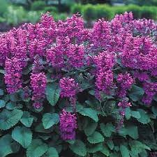Pink Betonica Flower Seeds