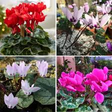 Mixed Bonsai Cyclamen Flower Seeds for Planting | Heirloom Non - Heirloom Non GMO Flower Seeds, Premium High Germination