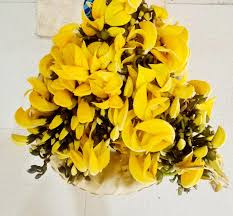 Yellow Pulmonaria Flower Seeds