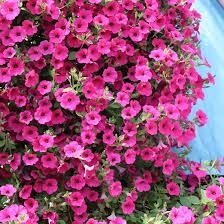 Pink Petunia Flower Seeds