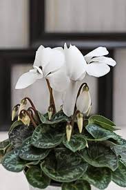 White Cyclamen Flower Seeds - Heirloom Non GMO High Germination Flower Seeds for Planting