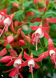 Pink Fuchsia Flower Seeds