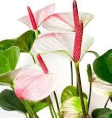Mixed Anthurium Flower Seeds for Planting Premium Floral Seeds Heirloom Non-GMO High Germination Organic Garden Seeds Indoor Outdoor Ornamental Plants Decorative Outdoor Landscapes Colorful Collection