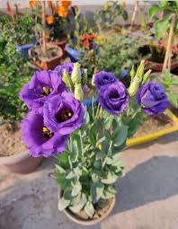 Purple Eustoma Flower Seeds – Easy Grow Garden Decoration Seeds for Planting - Heirloom Non GMO High Germination Garden