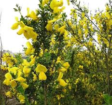 Cytisus Flower Seeds for Planting Heirloom Non-GMO High Germination Organic Garden Seeds for Colorful Landscapes