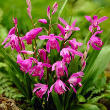 Pink Bletilla Flower Seeds