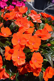 Orange Impatiens Flower Seeds for - Heirloom Non GMO Premium Garden Seeds for Planting, High Germination Outdoor Plants
