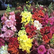 Mixed Antirrhinum Flower Seeds
