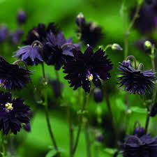 Black Aquilegia Flower Seeds for Planting Exotic Colorful Flowering Plants Heirloom Non-GMO High Germination Organic