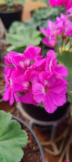 Pink Pelargonium Flower Seeds for Planting Heirloom Non-GMO High Germination Organic Garden Seeds