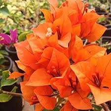 Orange Bougainvillea Flower Seeds