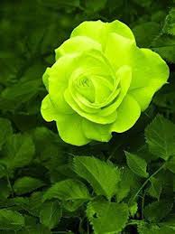 Green Rose Flower Seeds for Planting Heirloom Non-GMO High Germination Organic Garden Seeds Colorful Blooms - Heirloom
