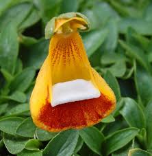 Orange Calceolaria Uniflora Flower Seeds