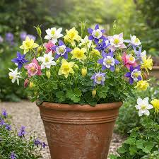 Mixed Aquilegia Flower Seeds