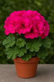 Pink Geranium Pelargonium for Planting Heirloom Non-GMO High Germination Organic Garden Flower Seeds - Heirloom Non GM