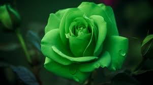 Green Rose Flower Seeds for Planting Heirloom Non-GMO High Germination Organic Garden Seeds Colorful Garden Blooms