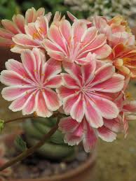 Pink Lewisia Cotyledon Flower Seeds - Heirloom Non GMO Premium Garden Seeds for Planting, High Germination Outdoor Plant